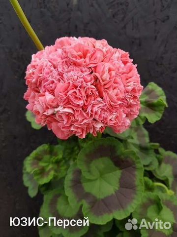 Пеларгония герань сортовая