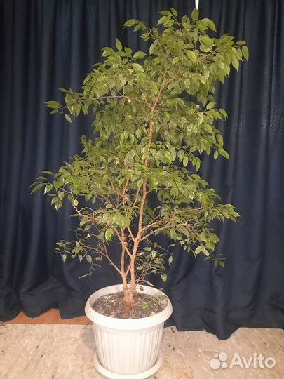 Продам дерево фикус