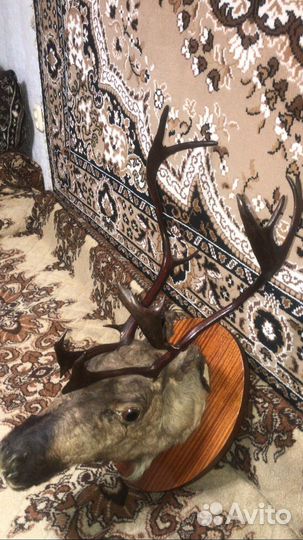 Голова оленя