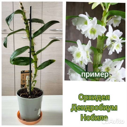 Орхидея дендробиум