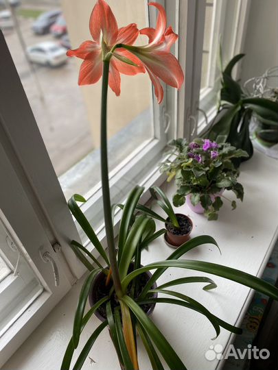 Гиппиаструм (амариллис)