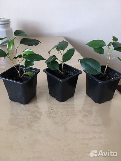 Фикус бенджамина