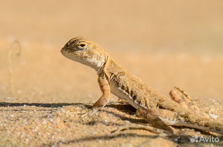 Круглоголовка вертихвостка