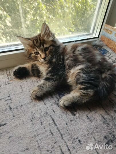 Котята дикого окраса. Курильские бобтейлы