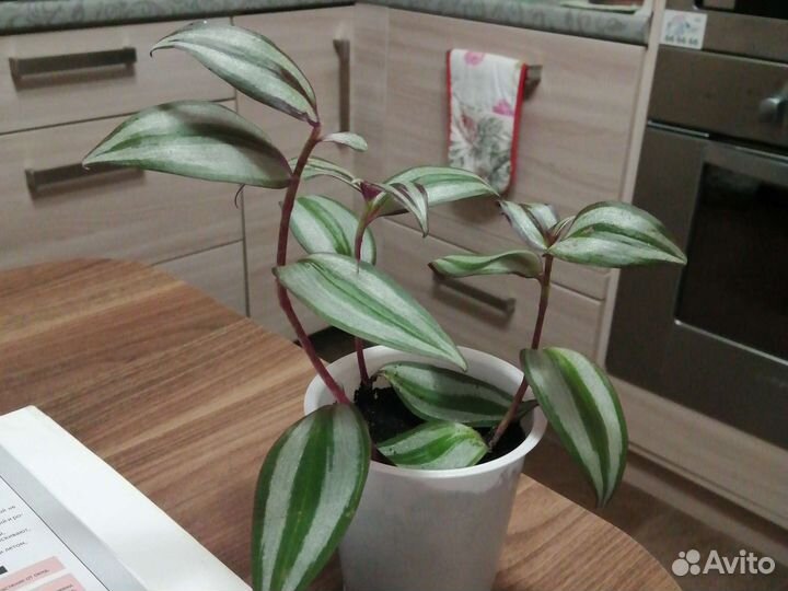 Зебрина, группа традесканций