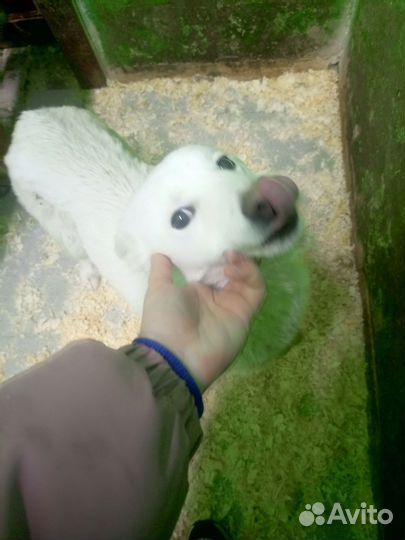 Небольшим собачкам очень нужен дом