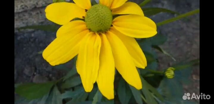 Рудбекия многолетние