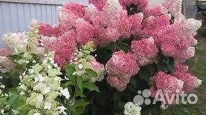 Многолетние садовые растения