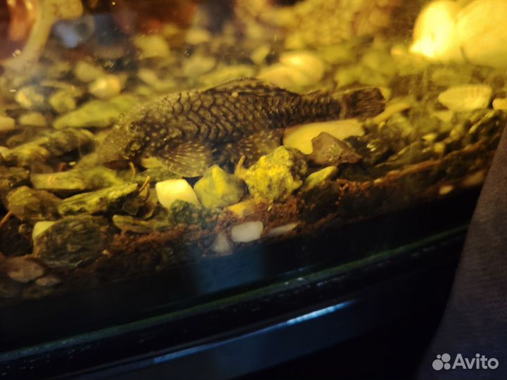 Сомики анциструсы