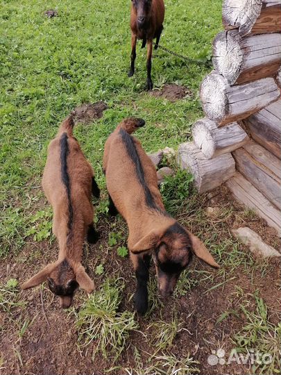 Чешская короткошёрстная