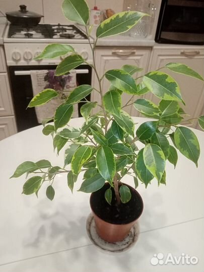 Фикусы бенджамина кинки