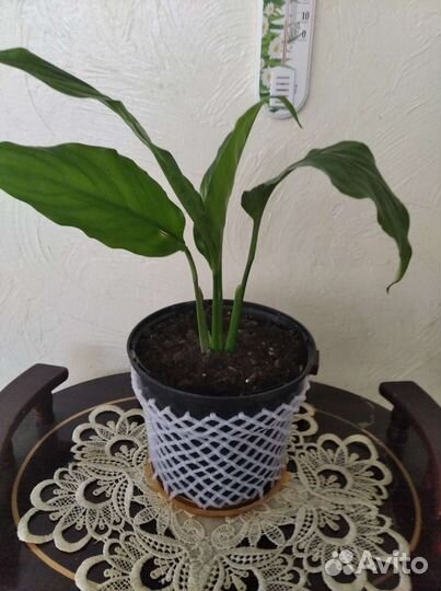 Комнатные цветы