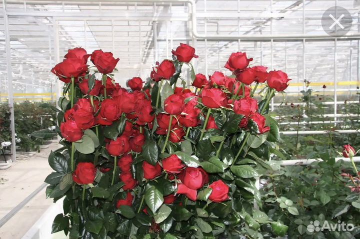 Доставка Цветов и букетов