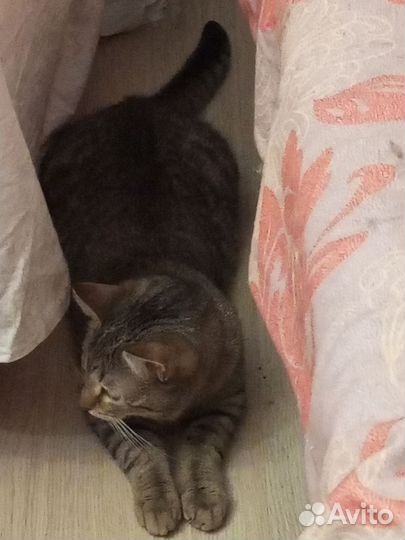 Котенок в добрые руки