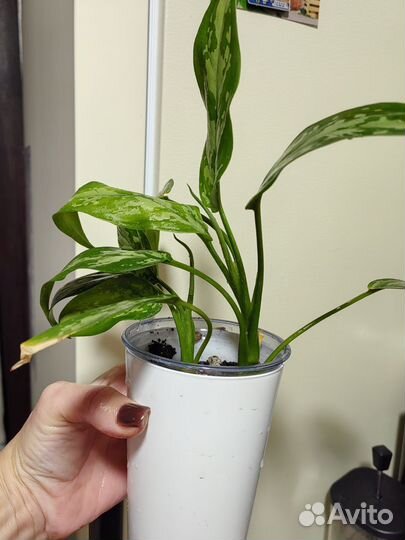 Аглаонема Мария