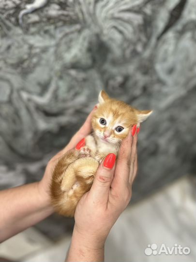 Рыжий котик
