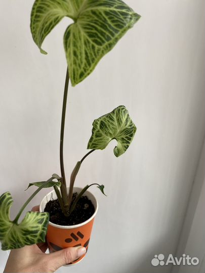 Сингониум золотая венеция