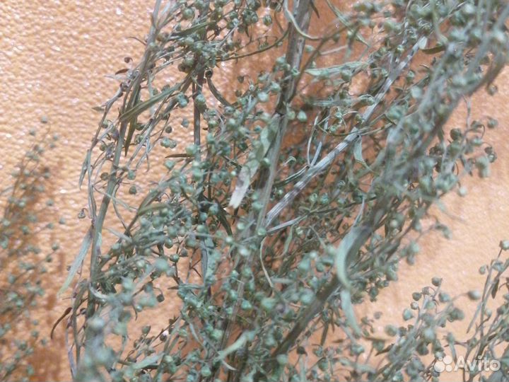 Эстрагон (тархун)