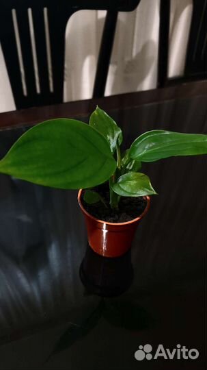 Спатифиллумы Пикассо, Блэк Бьюти, Дели