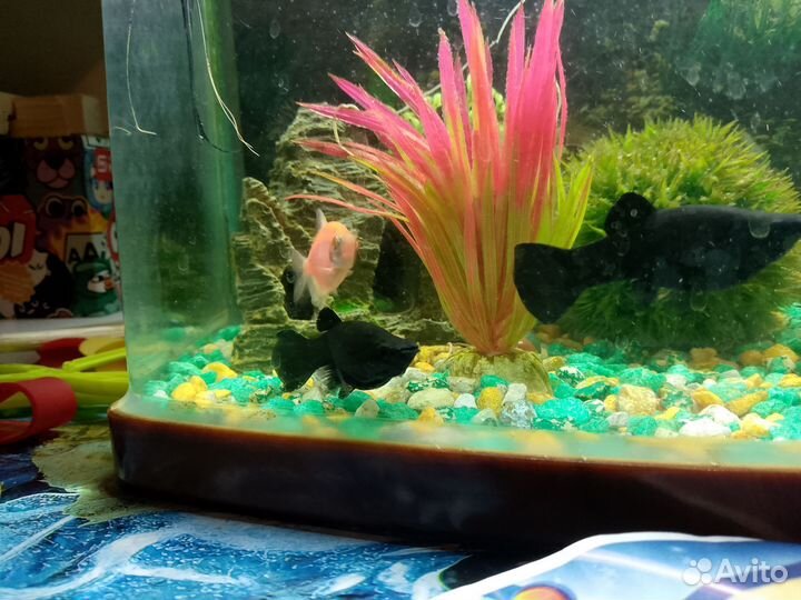 Продаю рыбак