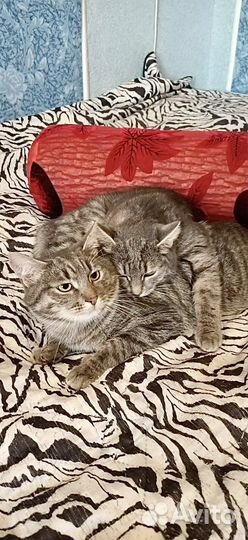 Котодети в поисках дома