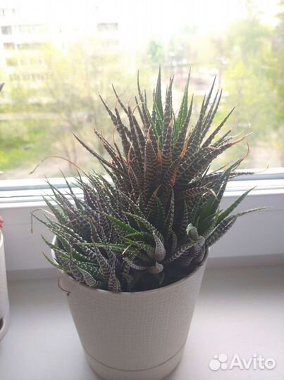 Суккулент хавортия