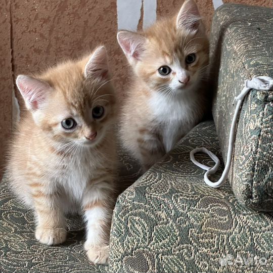 Рыжие котята