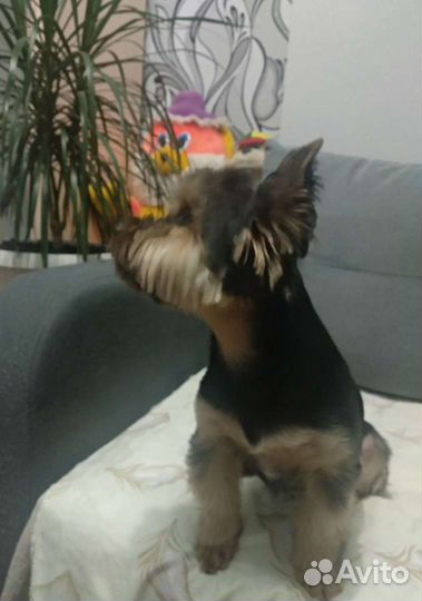 Вязка бесплатно