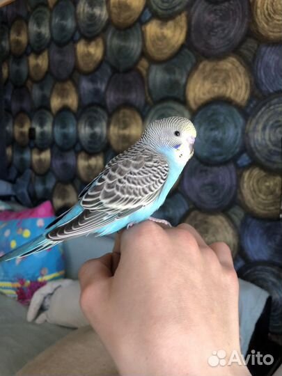 Птенцы волнистый попугай