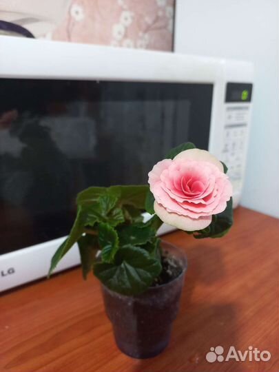 Бегония элатиор Бориас