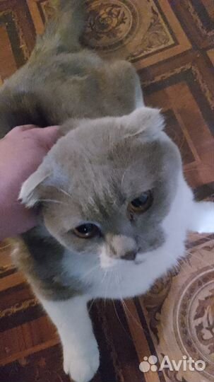 Отдам в добрые руки двух котят