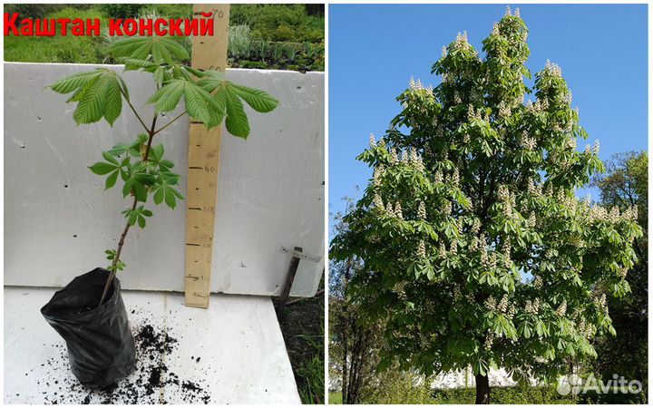 Саженцы растений