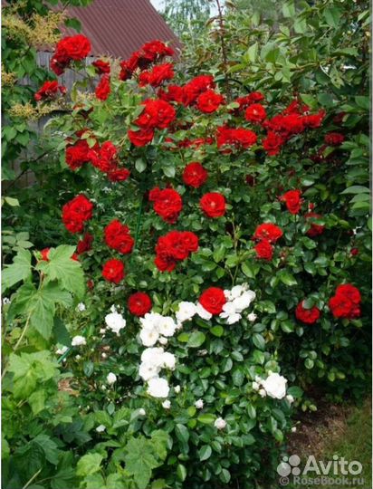 Роза плетистая Амадеус