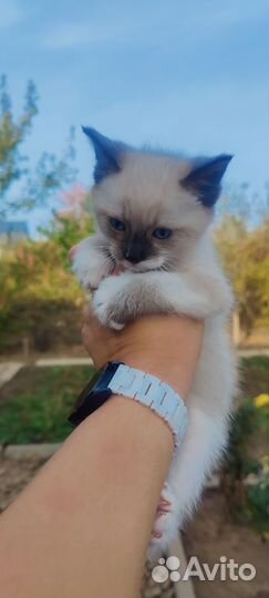 Сиамский котенок