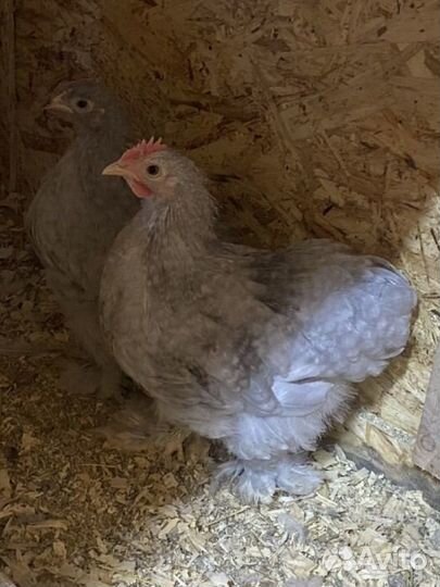 Карликовый Кохинхин лаванда цыплята, яйцо