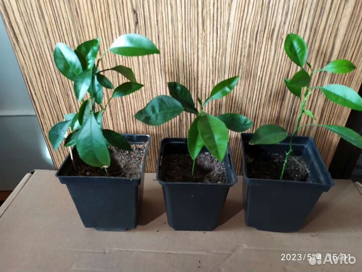 Колеус. Лимон