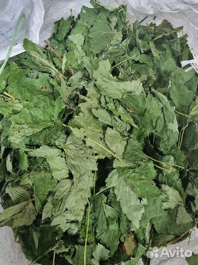 Смородина 100 гр/500гр/1 кг