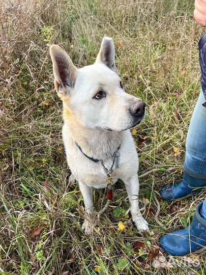 Собака в добрые руки