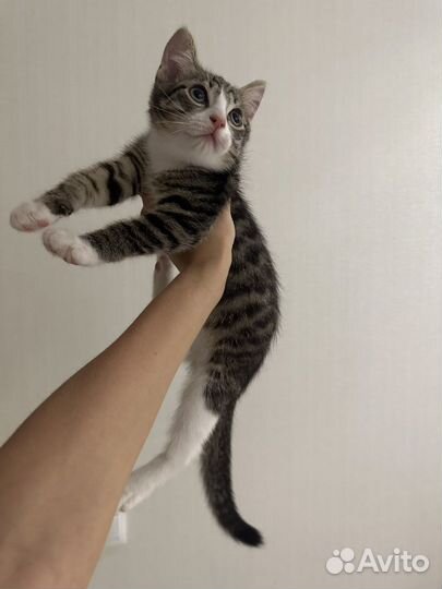 Котёнок в добрые руки бесплатно