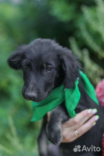 Кокер спаниель помесь