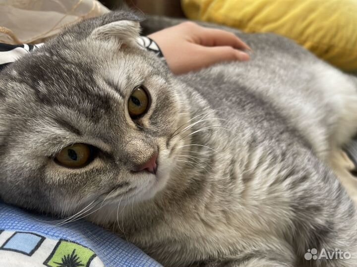 Шотландский кот вязка