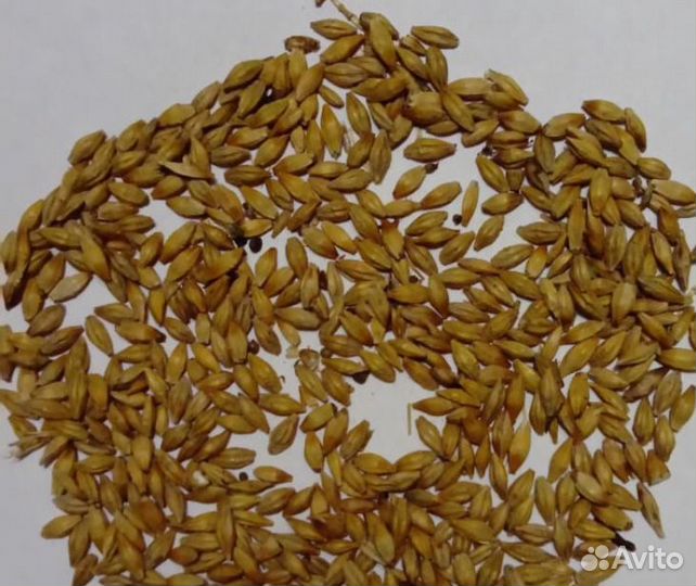 Ячмень Фуражный, дробл