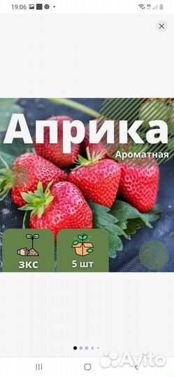Рассада клубники: Арианна, Априка
