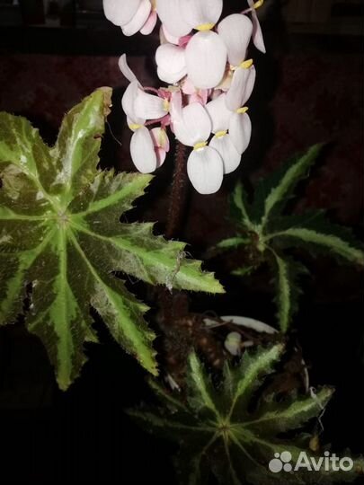 Цветы комнатные