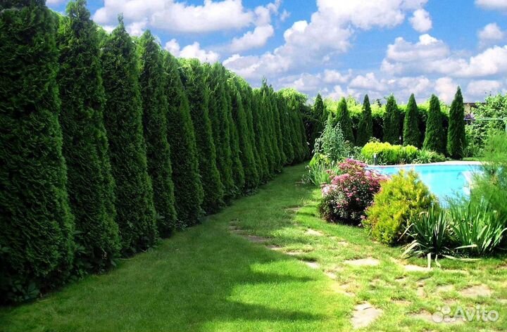 Туя с доставкой