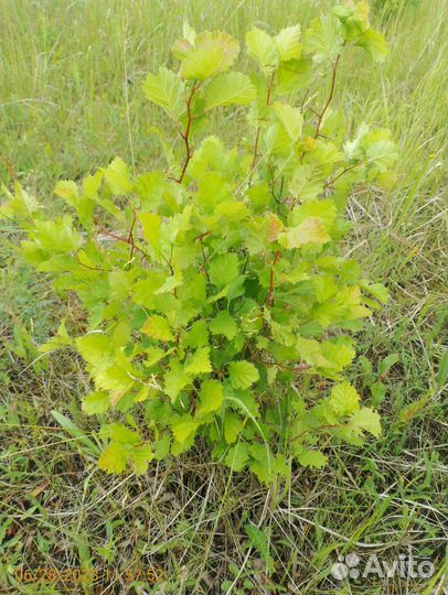 Саженцы боярышника 110-130см живая изгородь