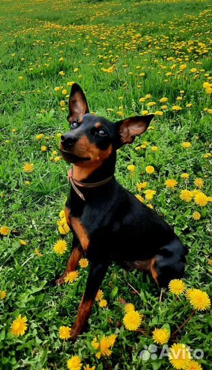 Вязка цвергпинчер (мини Доберман)