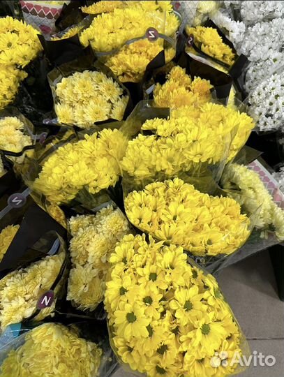 Хризантема оптом