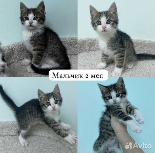Котята в добрые руки