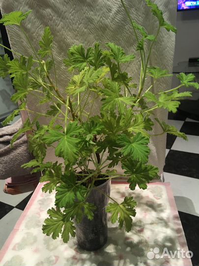 Пеларгония душистая